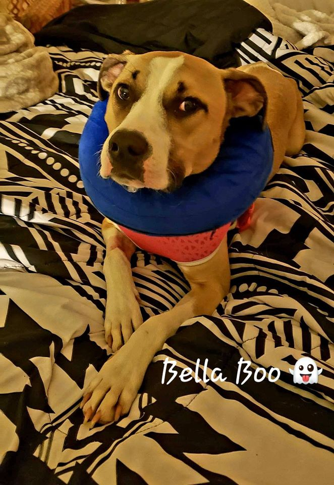 Dogs with Megaesophagus Information