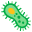 Leaky gut, Candida, and why they’re often missed