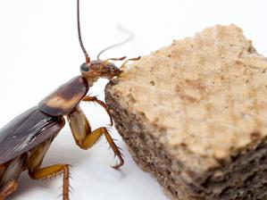 Cockroach and chocolate wafer