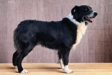 Tri Australian shepherd