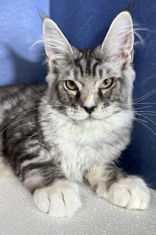 Maine Coon Kittens