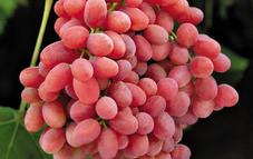 hoa quả nhập khẩu Hà Nội, giỏ hoa quả nhập khẩu Ngọc Châu fruits