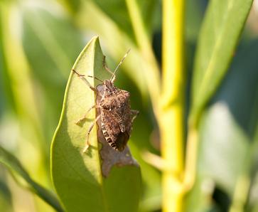 Stink bug on a leaf