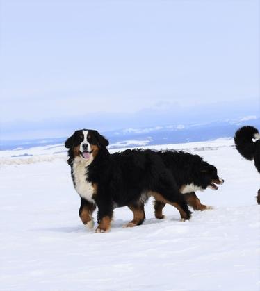 Bernedoodle puppies mamma