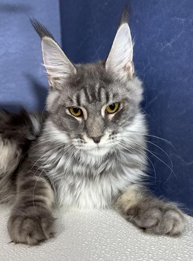 Maine Coon Kittens