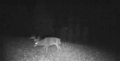 kentucky deer hunting trips