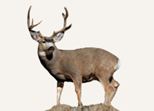 Hunting Deer Idaho