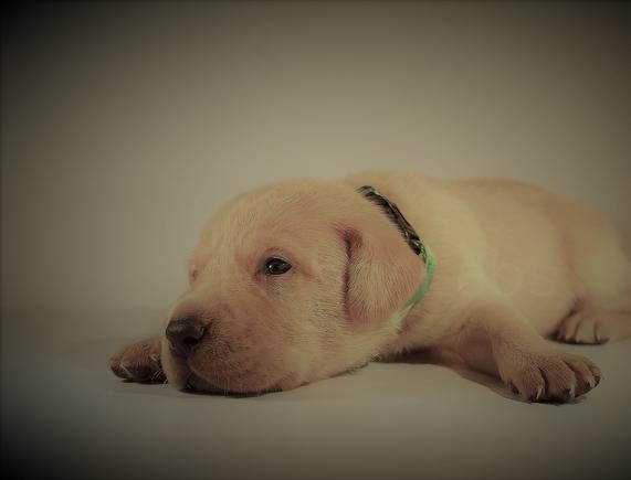 how to take care of a puppy labrador retriever