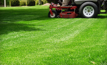 Indy Cuts Lawn  Landscape