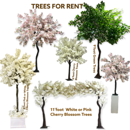 cherry blossom trees for rent