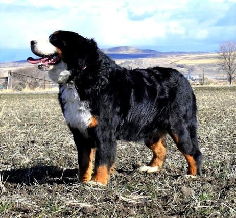 Giant Bernedoodles