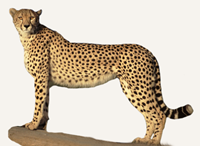 Hunting Cheetah South Africa