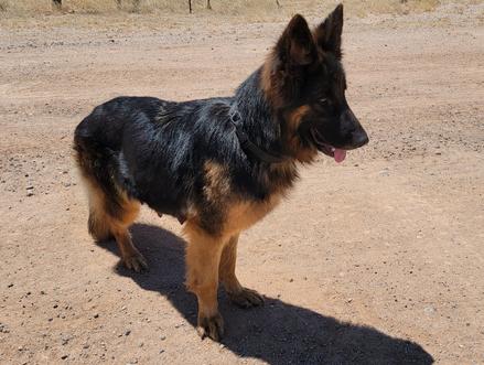 are german shepherds independent