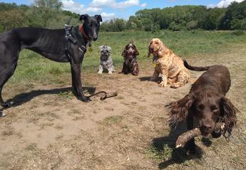 Professional Dog Walker Prestwich group Dog Walk