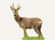 Hunting Roe Deer Poland