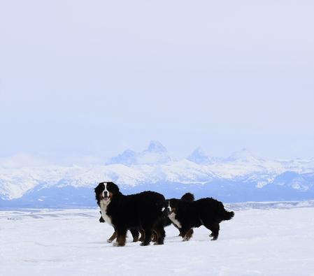 Bernedoodle Puppies - Utahbernedoodles