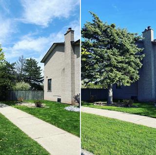 Arborist topping large tree, Hamilton Tree Removal, Residential Tree Service,