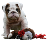 Brindle merle english bulldog