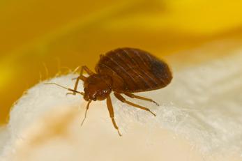 Bed Bug Control Staunton