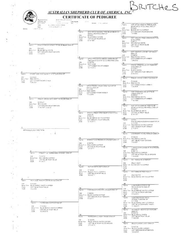 Freestyle australian Shepherd puppies