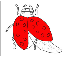 ladybug nomenclature cards - Montessori Print Shop