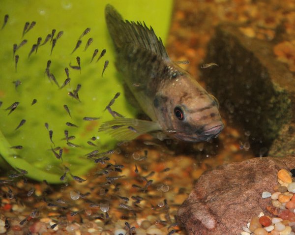 Tilapia for Aquaponics or pond stocking males and females