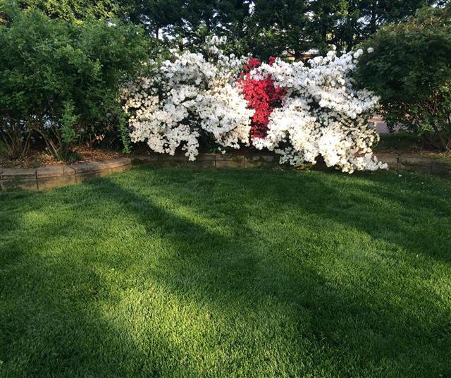 Yardman Lawn Care Mosquito Control