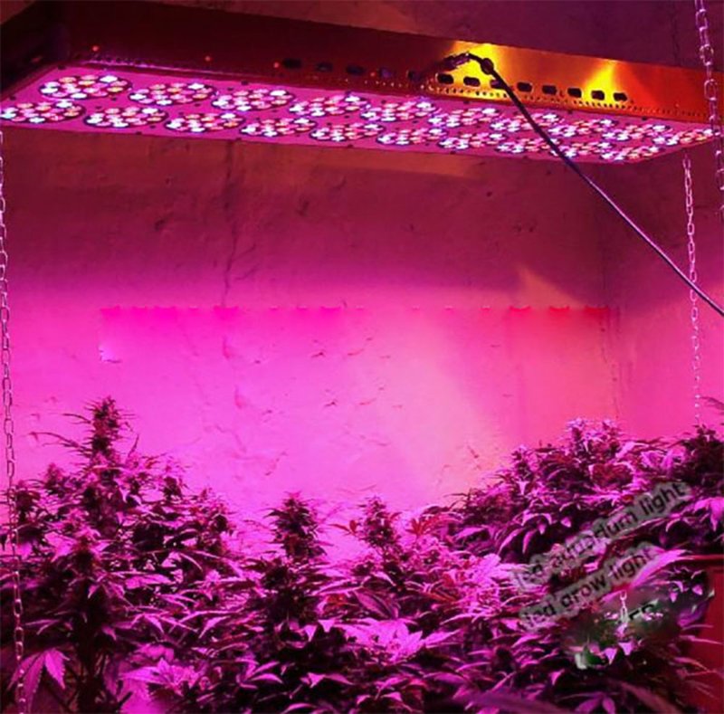 BOSSLED GoldenRing 1260W LED Grow Light full spectrum ...