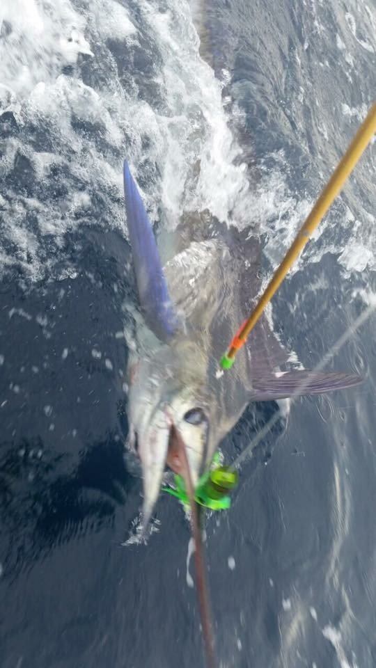 Awesome catches on Seamount Fishing Harness Fishing Harness