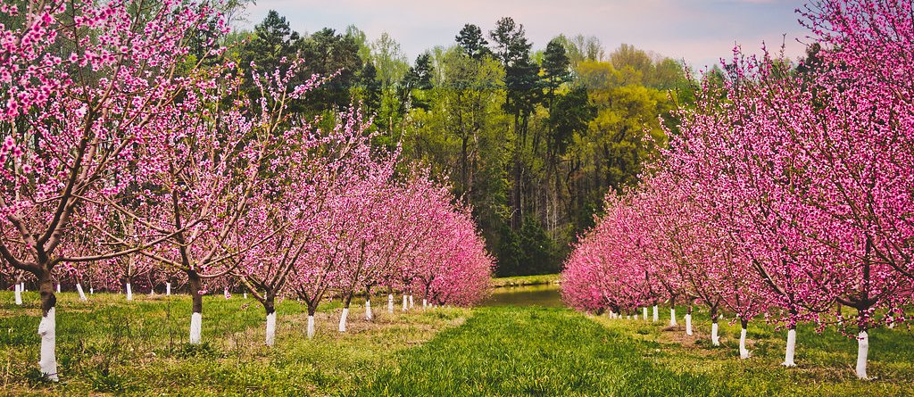 Millstone Creek Orchards