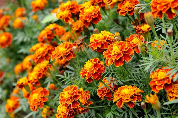 Sparky Mix French Marigold | The Naked Seed Company