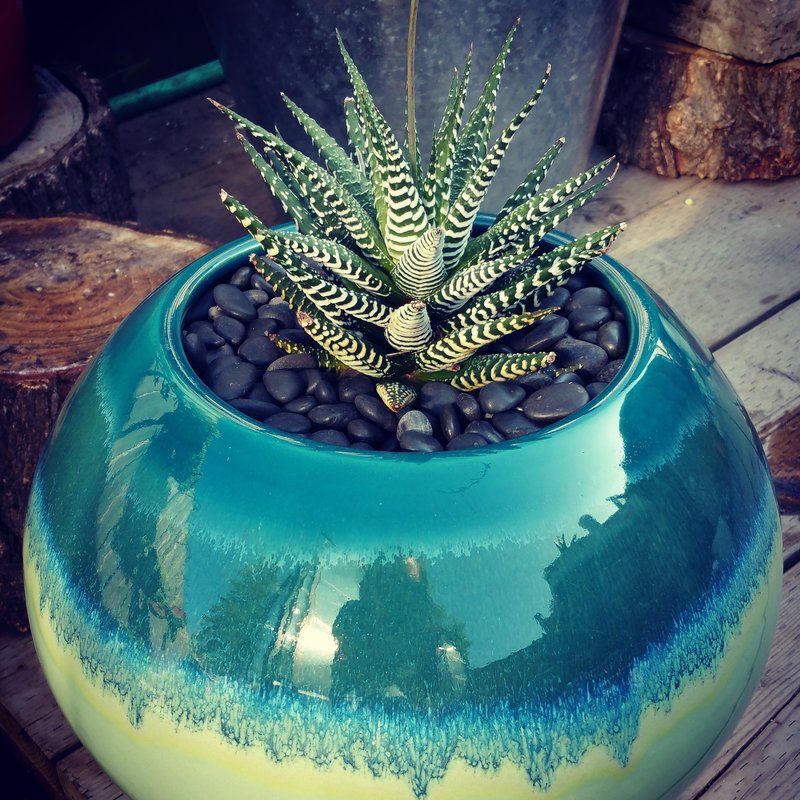 The Downside Risk Of My Review Here On Where To Buy Succulents That No One Is Talking About