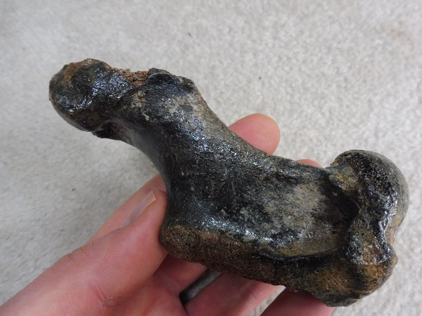 Fossil Seal Humerus for Sale. UK Fossils. North Sea. Pleistocene ...