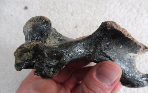 Fossil Seal Humerus for Sale. UK Fossils. North Sea. Pleistocene ...