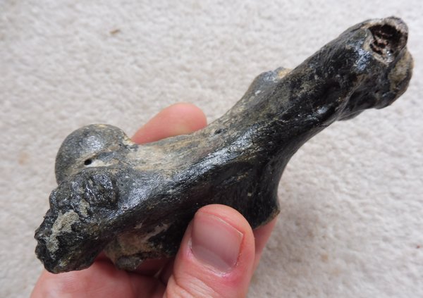 Fossil Seal Humerus for Sale. UK Fossils. North Sea. Pleistocene ...