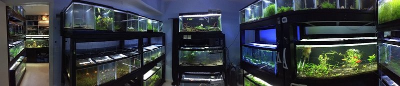 The Fish Room | LRB Aquatics