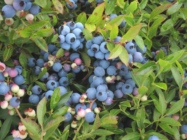 Vaccinium angustifolium - Low Bush Blueberry | Long Island Native Plant