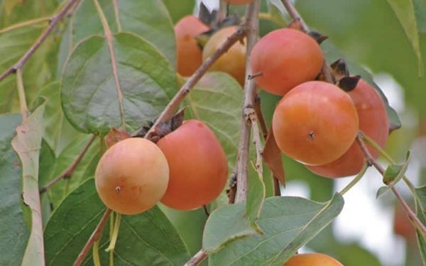 Diospyros virginiana - Common Persimmon | Long Island Native Plant ...