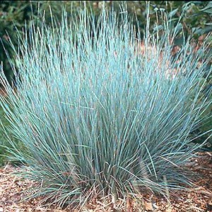 Schizachyrium scoparium - Little False Bluestem | Long Island Native ...