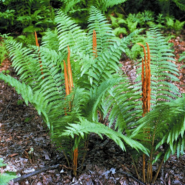 Osmunda cinnamomea Cinnamon Fern Long Island Native Plant Nursery