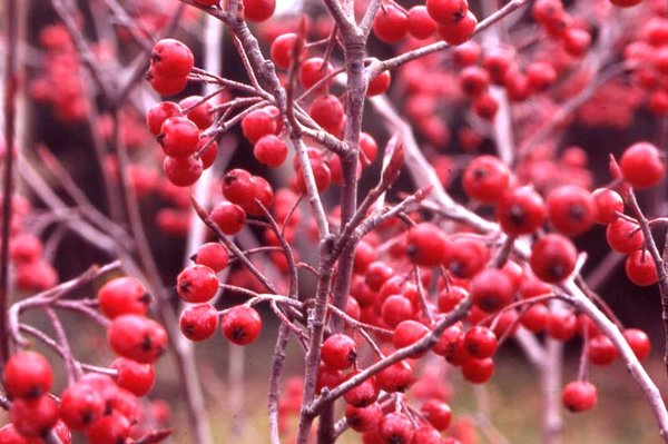 Aronia arbutifolia - Red Chokeberry | Long Island Native Plant Nursery ...