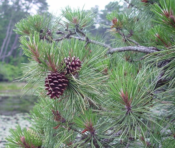 Pinus rigida Pitch Pine Long Island Native Plant Nursery Native
