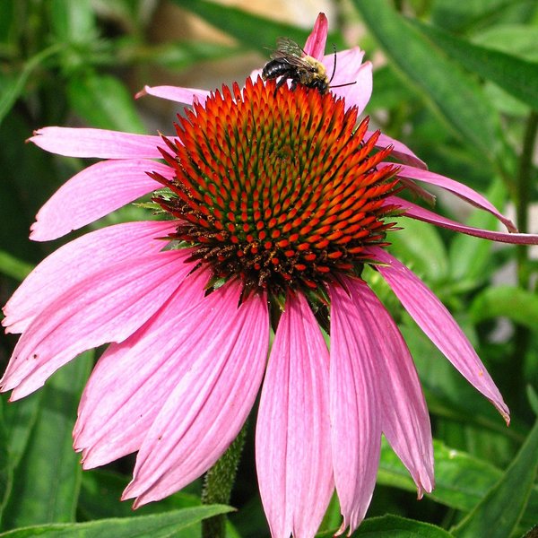 Purple Coneflower (Echinacea) Flower Seeds OHIO HEIRLOOM SEEDS