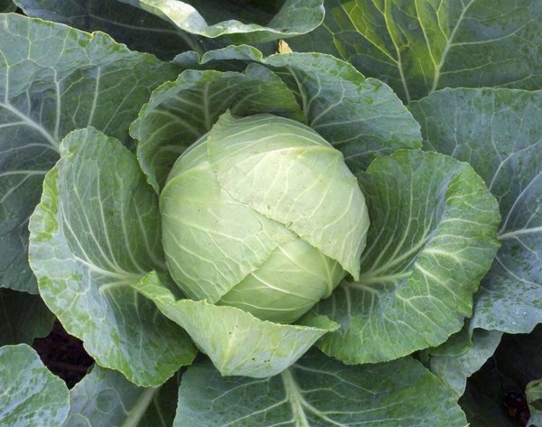 Copenhagen Market Cabbage Seeds | OHIO HEIRLOOM SEEDS