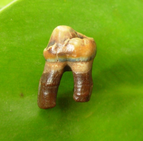 dinosaur molar