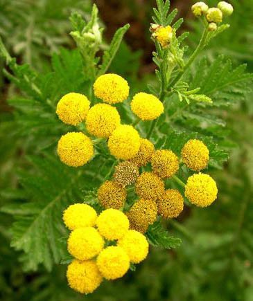 Blue Tansy | Nature's Spirit Distinctive Aromatherapy