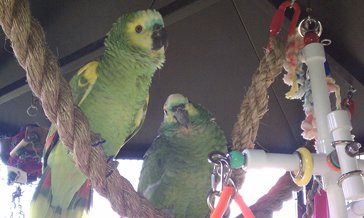 Tiki rope swings, All natural Parrot perches for birds parrots