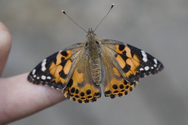 painted lady butterfly kits ontario