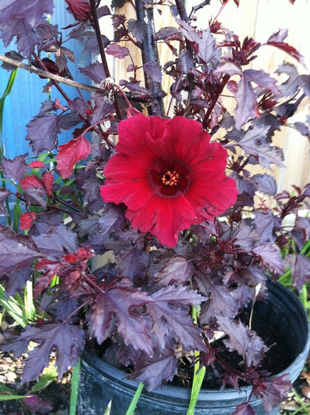 Hibiscus Mahogany Splendor - Cranberry Hibiscus - Japanese Maple