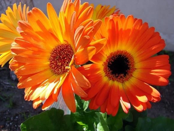 GERBERA - FLORILINE - MAXI - FIREBALL - 5 PLUGS | farmer joe plants